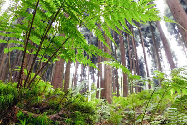 如何利用生物進(jìn)行環(huán)境監(jiān)測(cè)？(圖1)